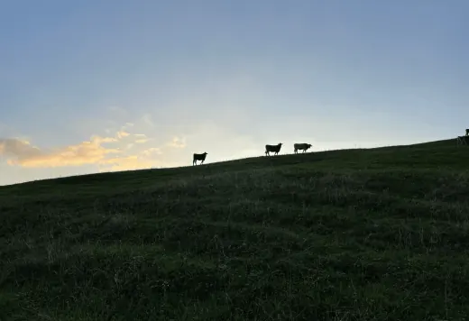 Abendstimmung auf der Alpe