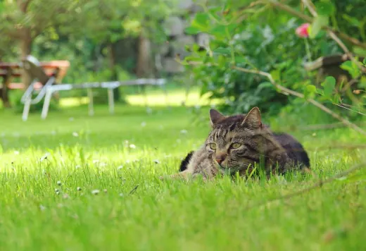 Katze liegt im Gras