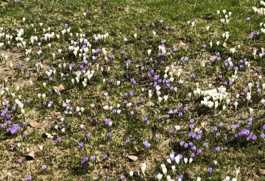 Krokusse im Frühling