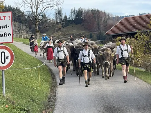 Viehscheid: Sennen in Tracht treiben die Kühe von der Alpe ins Tal
